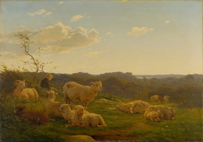 Sheep on a hill near Skarridsø by Carlo Dalgas